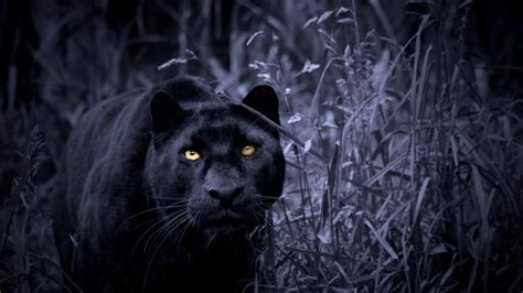 Black Panther Animal Wallpapers - Top Free Black Panther Animal Backgrounds - WallpaperAccess