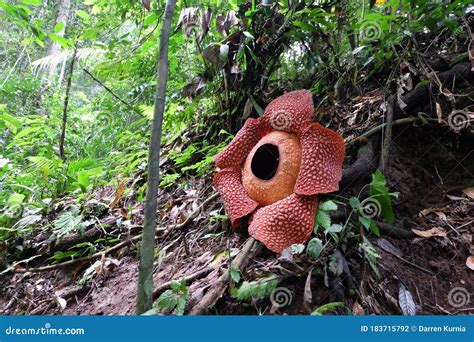 full bloomed rafflesia arnoldii flower  bengkulu forest stock image