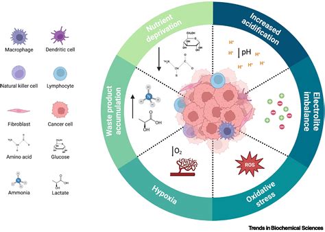 The Metabolic Cross Talk Between Cancer And T Cells Trends In