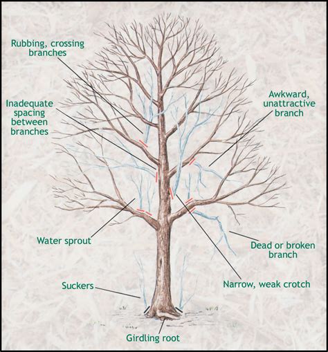 How To Prune A Maple Tree The Garden