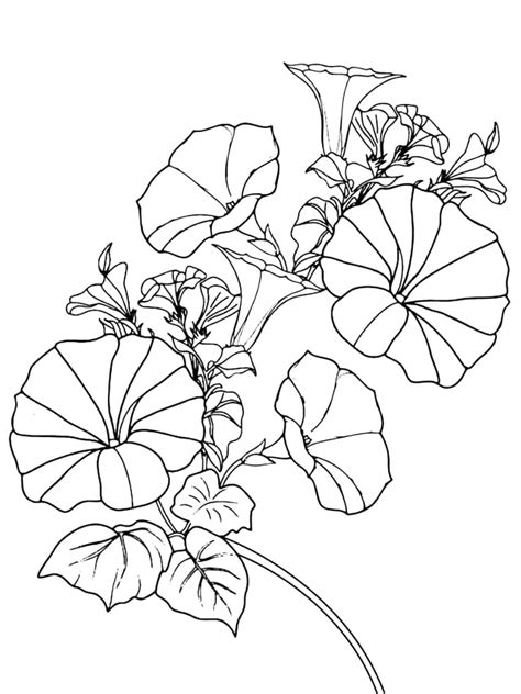 morning glory coloring embroidery flower flowers drawings pages drawing