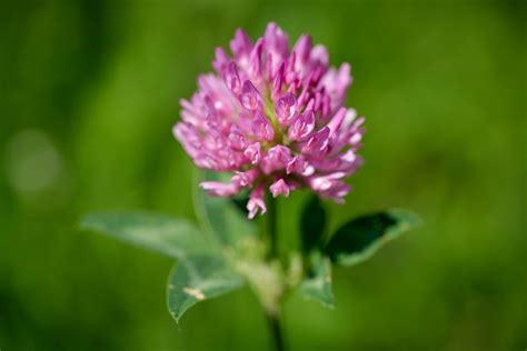 Rot Klee Oder Wiesen Klee Trifolium Pratense Waldzeit