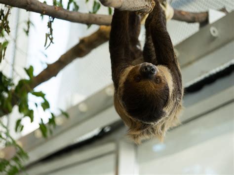 sloths – The Living Planet Aquarium