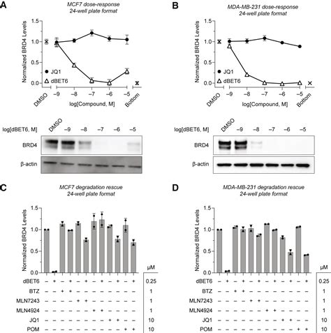 A Direct High Throughput Protein Quantification Strategy Facilitates