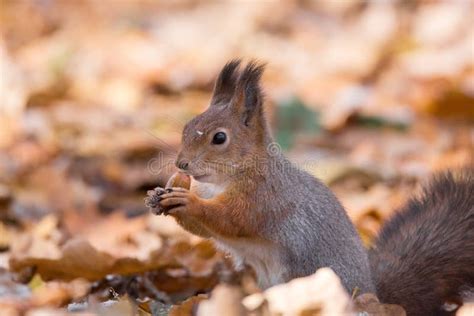 Red Squirrel on a Branch in Autumn Stock Image - Image of cute, autumn ...