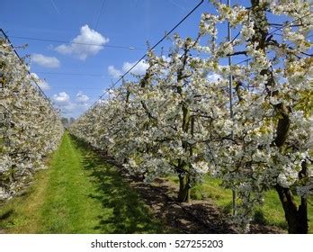 1,867 Dwarf Cherry Tree Images, Stock Photos & Vectors | Shutterstock