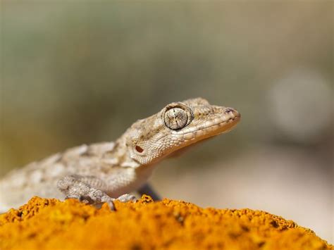 Premium Photo Kotschy S Gecko Mediodactylus Kotschyi In Greece