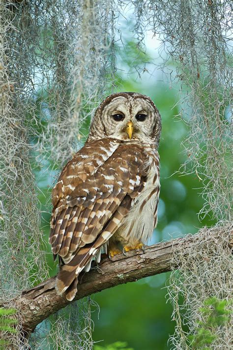 Barred Owl Strix Varia Photograph By Larry Ditto