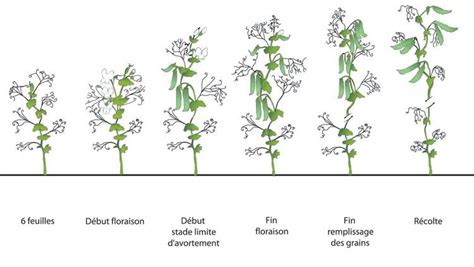 Echelle BBCH pois Stade cultures Cycle de développement Syngenta