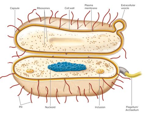 MicroBio CH 3 Flashcards Quizlet