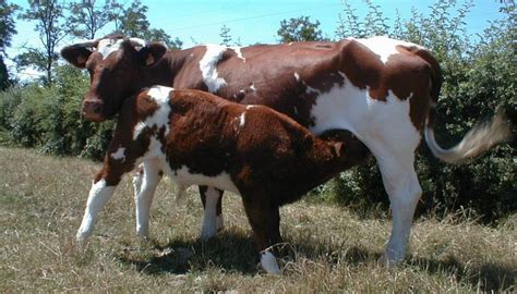 Dexter Cattle Breed – Everything You Need to Know