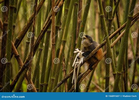 Wild and Very Rare Golden Monkey in the Bamboo Forest Stock Image ...