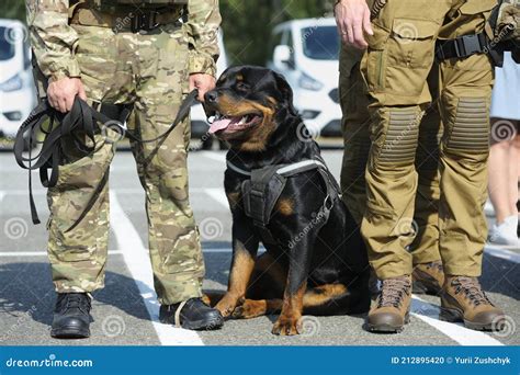 Police Dog Rottweiler Sitting on the Ground Near Soldiers of KORD Police Strike Force, Ukrainian ...