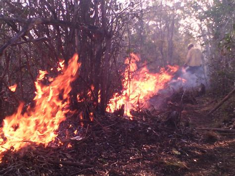 147 Combatientes De La Conafor Atienden Cuatro Incendios Registrados En