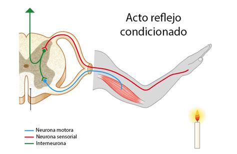 Explica Como Se Realiza El Acto Reflejo Dinami