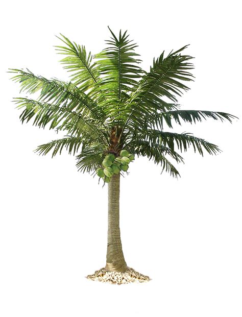 Palm Tree Png Image Purepng Free Transparent Cc0 Png Image Library