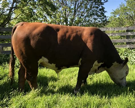 Previous Bull Sales Lane Mountain Polled Herefords