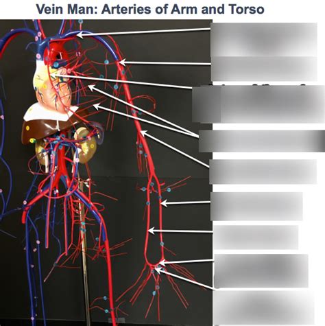 VEIN MAN ARTERIES OF ARM AND TORSO Diagram Quizlet