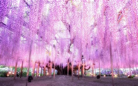 8 Best Places To See Wisteria In Japan Kyuhoshi