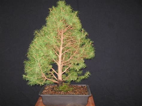 Bonsai tree Dwarf Alberta Spruce Bonsai plant Outdoor | Etsy