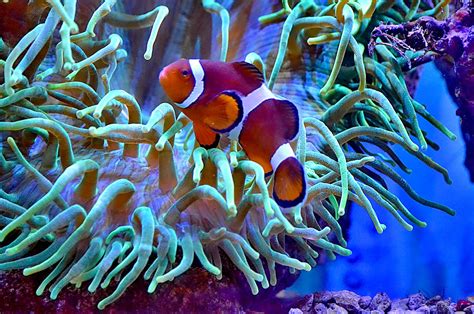 Clownfish Lifespan | How Old Is The Oldest Clownfish? - Fish Keeping Guides