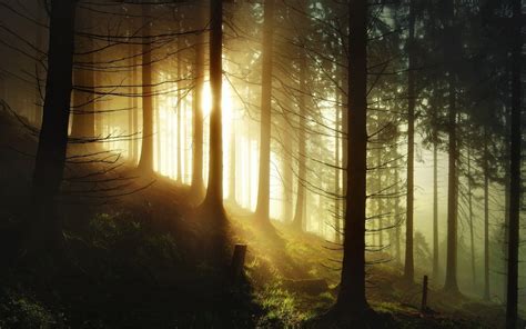 2048x960 Nature Landscape Sunrise Forest Sun Rays Germany Trees Mist