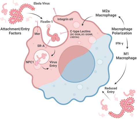 Frontiers Macrophage Infection Activation And Histopathological