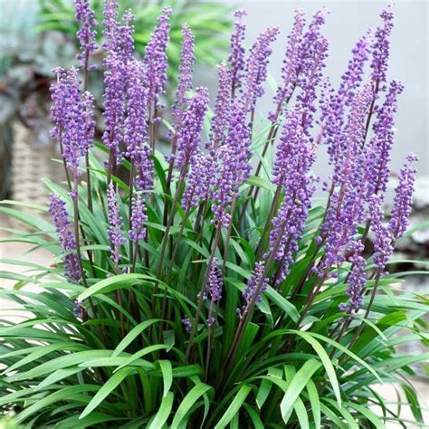 Liriope Muscari Big Blue Moneymaker Lily Turf