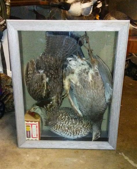 Idaho Grouse Taxidermy Mount Colombian Sharptail Dusky Blu Flickr