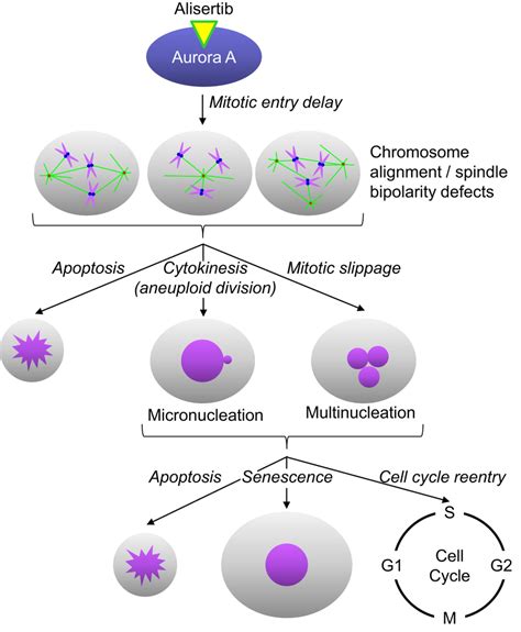 Alisertib Mechanism Of Action Alisertib Selectively Binds To And