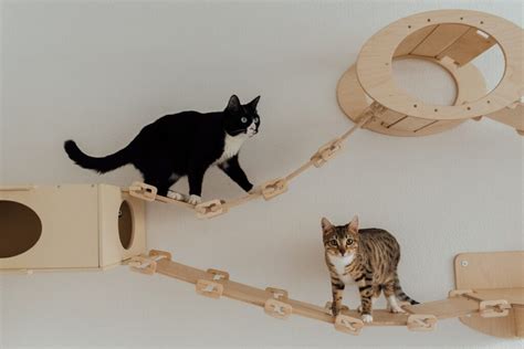 how to make cat toys at home