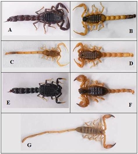 General overview of scorpion species collected in this study in the ...