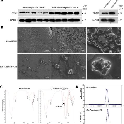 Synthesis And Characterization Of Zn Adenine And Zn Adenine Ab A