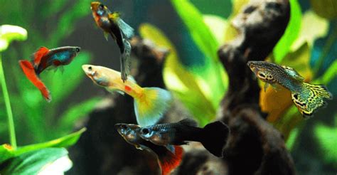 Guppy Fish Care - How to Care for Guppies?