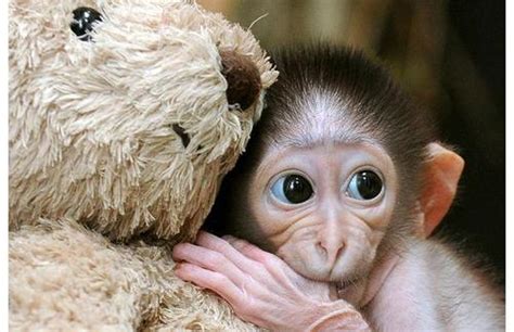 Baby Monkey And Teddy Bear 500×323 Cute Pinterest