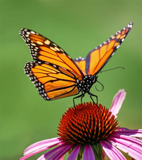 Native Garden Design: Pollinator Powerhouse - Weston Nurseries