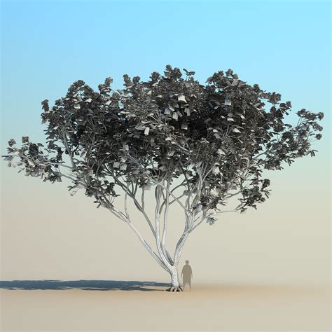 Delonix Regia 3 3d Model 39 Unknown Obj Fbx Max Free3d