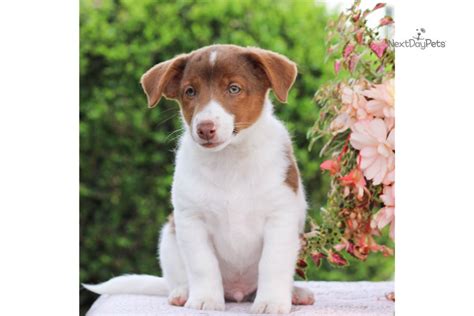 Jax Jack Russell Terrier Puppy For Sale Near Harrisburg Pennsylvania