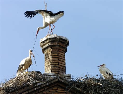 Ocho aves migratorias que, cada año, nos revelan la llegada de la ...