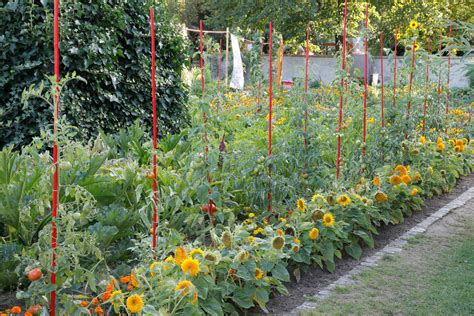 Associations De Cultures Au Potager Jardin De Grand Meres