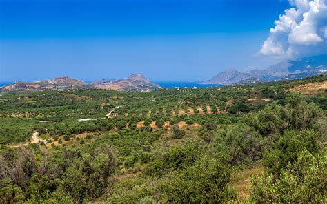 Olive Trees 2 Greece Is