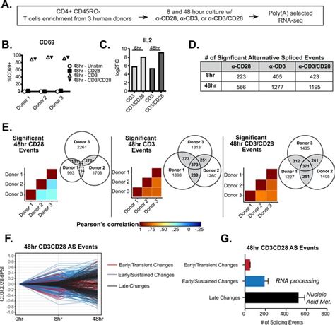 Alternative Splicing Of Apoptosis Genes Promotes Human T Cell Survival