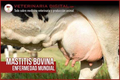 Mastitis Vaca