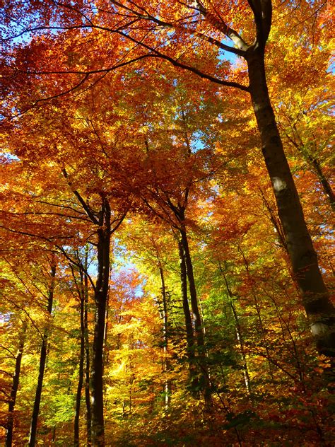 2 Itinerari In Abruzzo Per Ammirare Il Fenomeno Del Foliage Autunnale