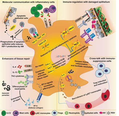 Airway Macrophages As The Guardians Of Tissue Repair In The Lung