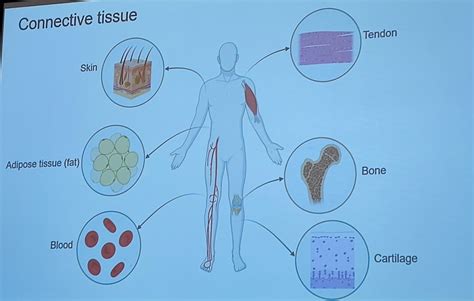 Mrs Aude Beyens Md Ghent Belgium Structural Defects Of Connective