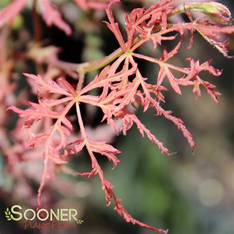 Prince Charming Weeping Japanese Maple Sooner Plant Farm