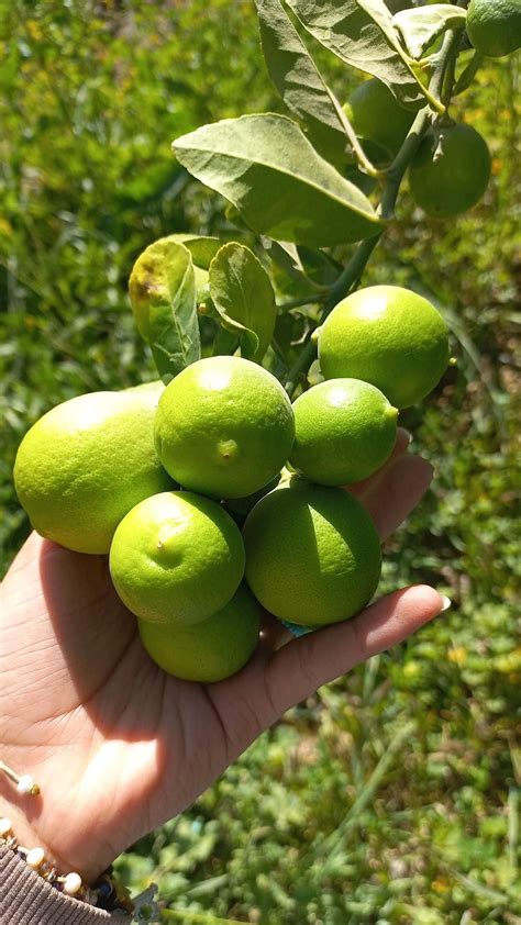 How To Grow Lime Tree Indoors Artofit