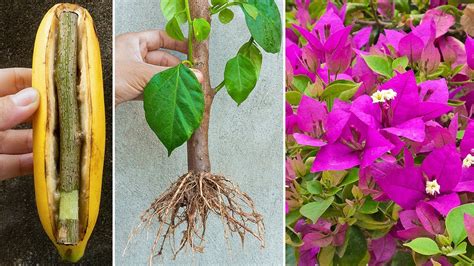 How To Propagate Bougainvillea Branches In Bananas Unexpected Results