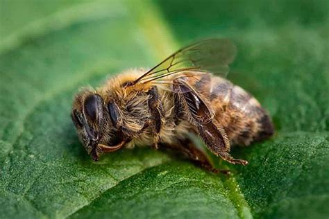 Trag Dia Ambiental Mais De Milh Es De Abelhas Mortas Por Uso